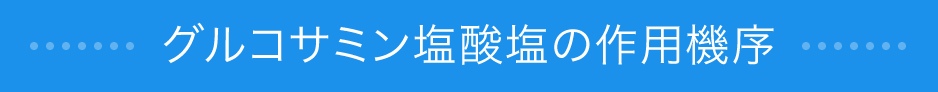 グルコサミン塩酸塩の作用機序
