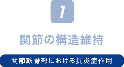 1.関節の構造維持（関節軟骨部における抗炎症作用）
